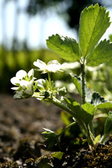 strawberry plant