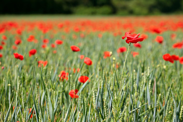 coquelicot