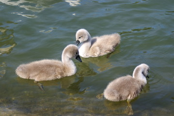 cygne © Philf