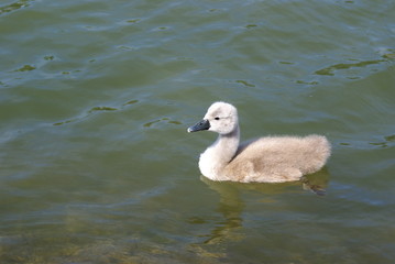 cygne
