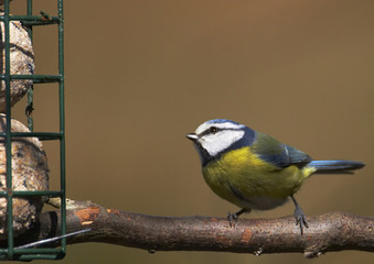 blue-tit at feeder
