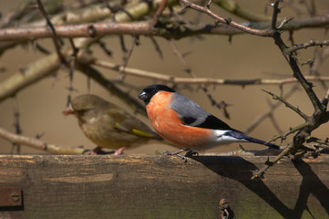 bullfinch