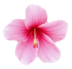 Fototapeta na wymiar kwiat hibiskusa