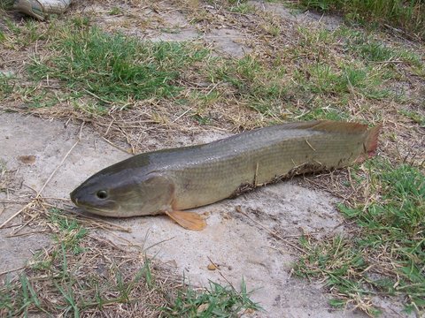 Mudfish deals