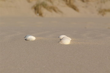 white shells on the beach