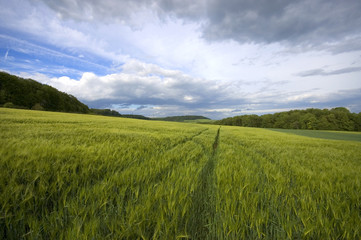 Fototapeta premium paysage agricole