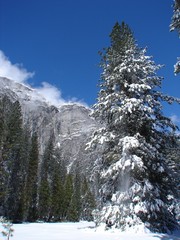 Snow covered fern with mountain backdrop in Yosemite