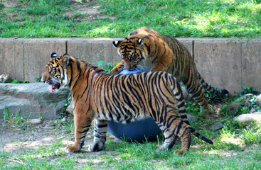 Fototapeta na wymiar tigres