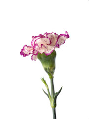 purple and cream carnation