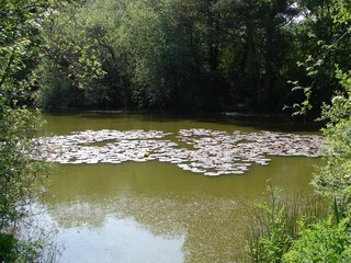 lily pads in a lake
