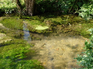 aquatic plants in clear water