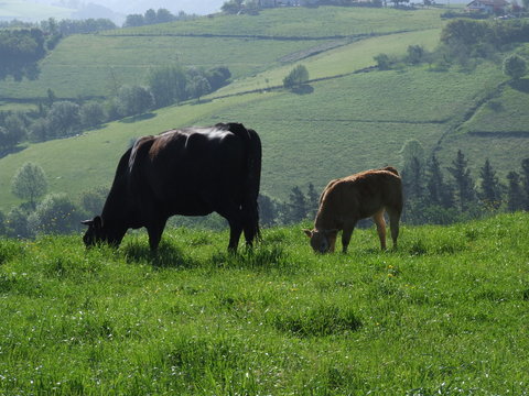 vaca con ternero