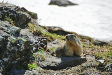 marmotte