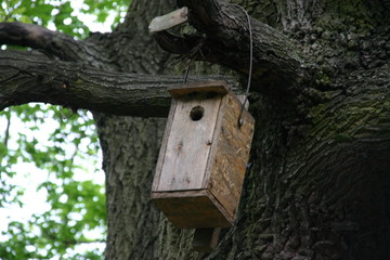 bird hut on a tree