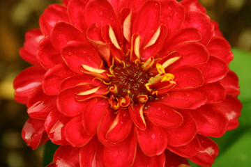 red flower