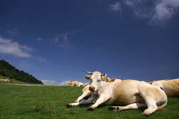 campagne et vaches