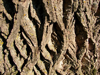 patterned bark