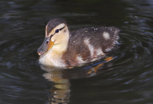 little duckling
