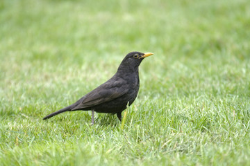 adult male blackbird