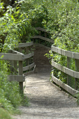 hiking trail in park