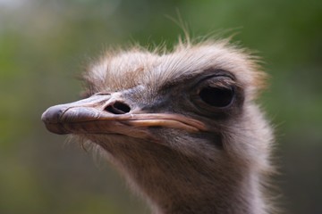 ostrich