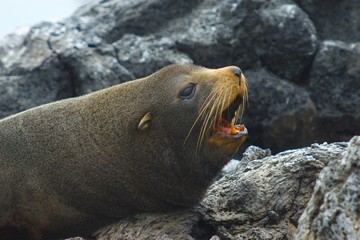 big sea lion