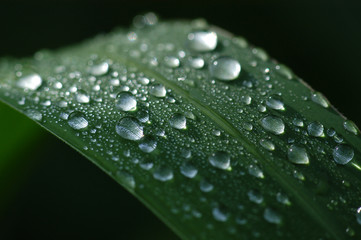 water droplets on the green leaf