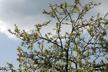 beautiful floral branches
