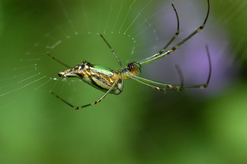 spider and spider web