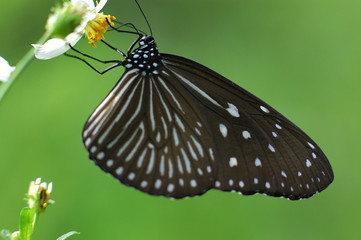 beautiful butterfly and flowers