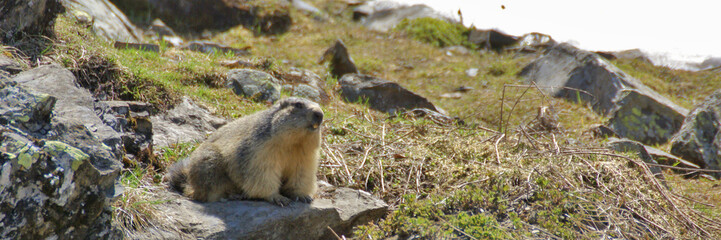 marmotte des pyrénées