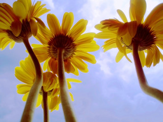 Fototapeta premium sunflowers