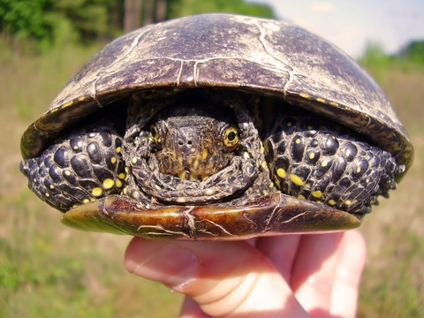 turtle in hand