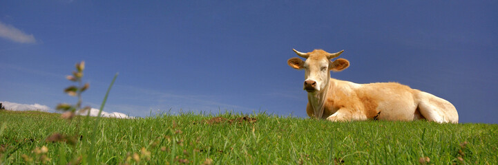 une vache au soleil