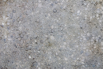 limestone with fossil nummulites