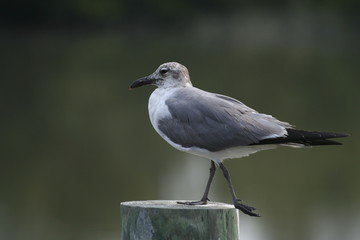 posing sea gull