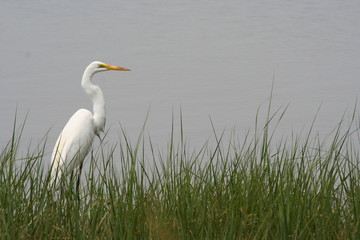 sea bird on shore