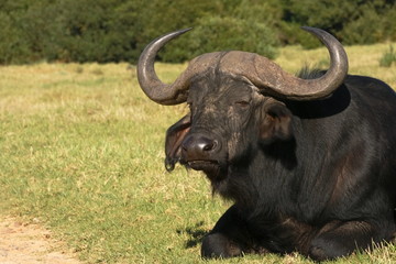 Fototapeta premium buffalow on road verge