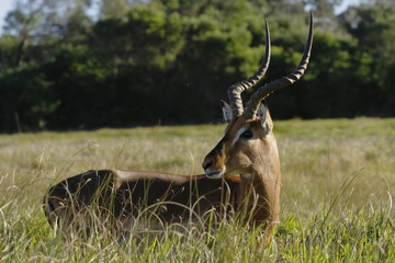 impala standing still