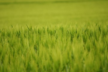green wheat field