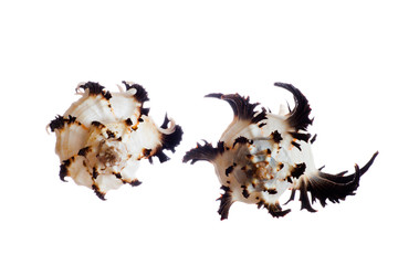spiral shells isolated on white