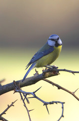 morning blue tit