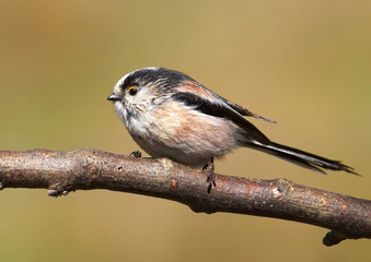 long-tailed tit