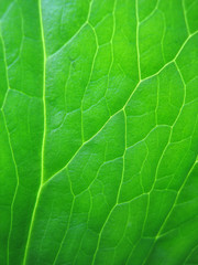 leaf veins