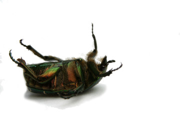 maikäfer