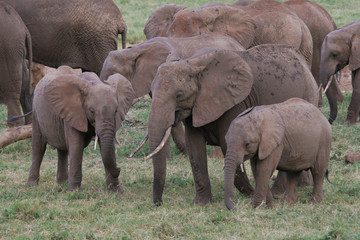 african elephant family