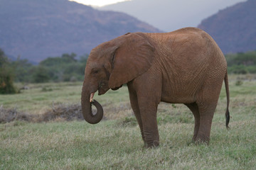 african elephants