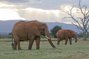 Naklejka premium african elephants