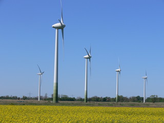 windkrafträder im rapsfeld