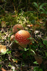 amanita muscaria